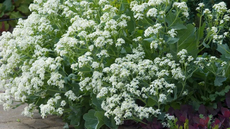 Primorski kelj: Saznajte sve o ovoj vrsti kelja