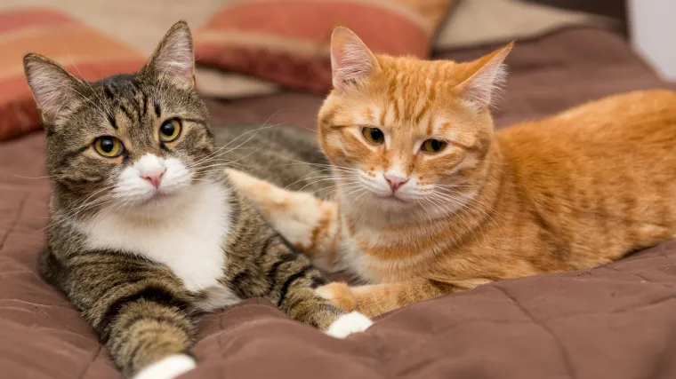 Bračni par preživio urušavanje kuće zahvaljujući svojim mačkama: 'Sretni smo jer su Simba i Mosé sigurni'