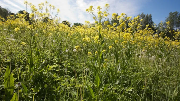 Orijentalni repu&scaron;ac: Kakva je biljka orijentalni repu&scaron;ac?