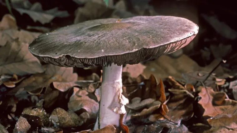 Karbolna pečurka: Saznajte sve o ovoj otrovnoj gljivi