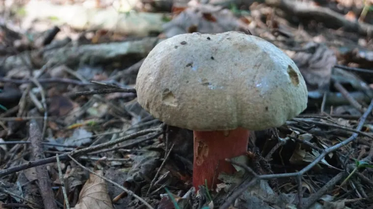 Vražji vrganj: Saznajte kako prepoznati ovu otrovnu gljivu