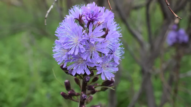 Znate li koje sve livadne biljke imaju ljubičasti cvijet?