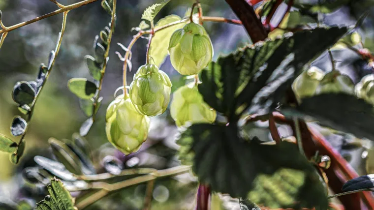 Japanski hmelj - hmelj koji daje posebnu aromu