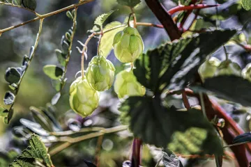 Japanski hmelj - hmelj koji daje posebnu aromu