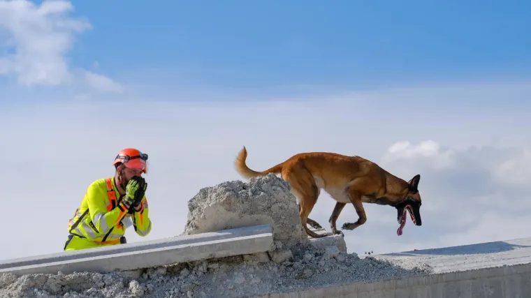 Potražni psi u akciji! Pogledajte &scaron;to sve mogu ova divna stvorenja: 'Treniramo dvaput tjedno'