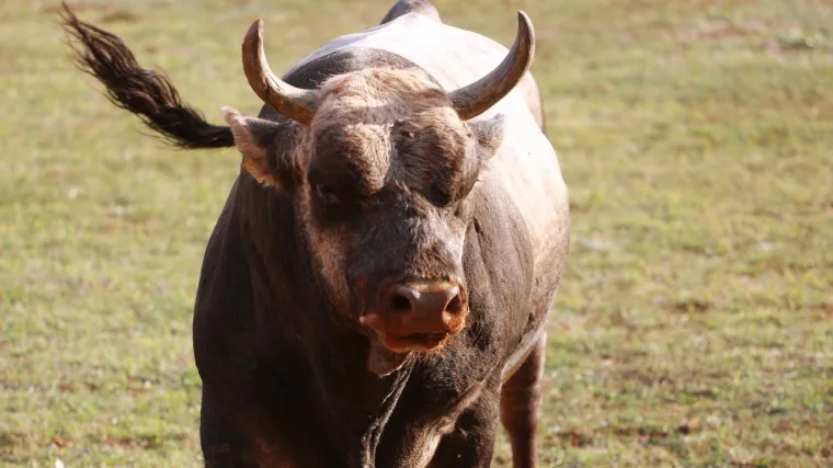 Splitsko-dalmatinska policija traži bika koji je pobjegao iz klaonice