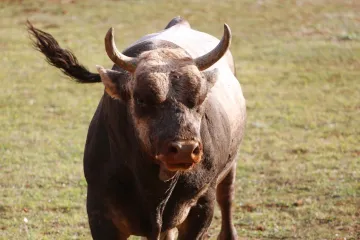 Splitsko-dalmatinska policija traži bika koji je pobjegao iz klaonice