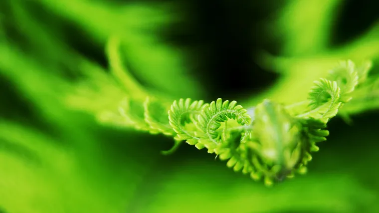 Muška paprat - Koliko poznajete ovu vrsto paprati?