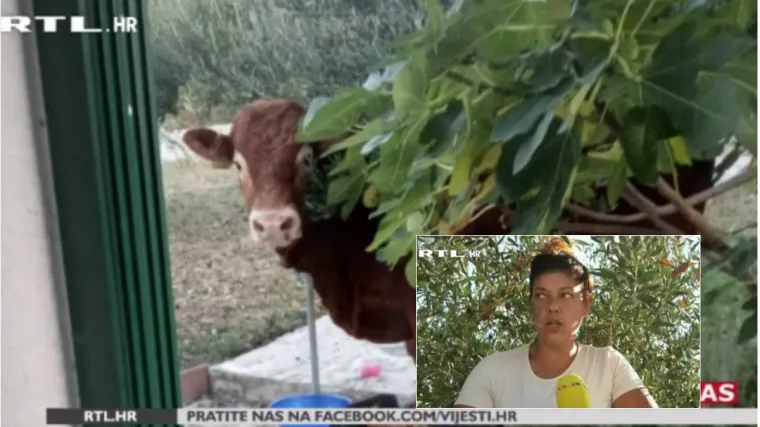 'Pogledala sam desno, on kopitom grebe, a ja govorim: Evo, lički medvjed!'