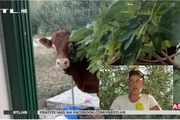 'Pogledala sam desno, on kopitom grebe, a ja govorim: Evo, lički medvjed!'