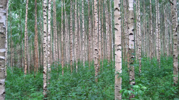 Papirasta breza - Breza poznato po ljekovitim svojstvima