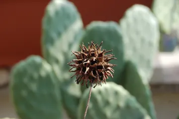 Američki likvidambar ukrasno drvo koje još niste upoznali