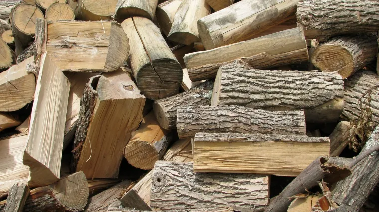 Američka bukva - Bukva koja je svima dobro poznata