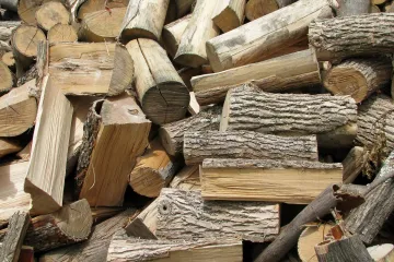 Američka bukva - Bukva koja je svima dobro poznata