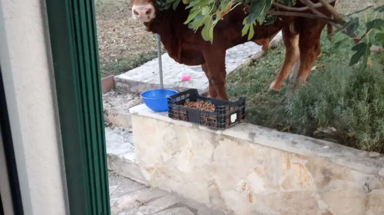 Imamo fotografiju neuhvatljivog Jerryja: Policija je uspjela pronaći bika, a onda im je opet pobjegao!