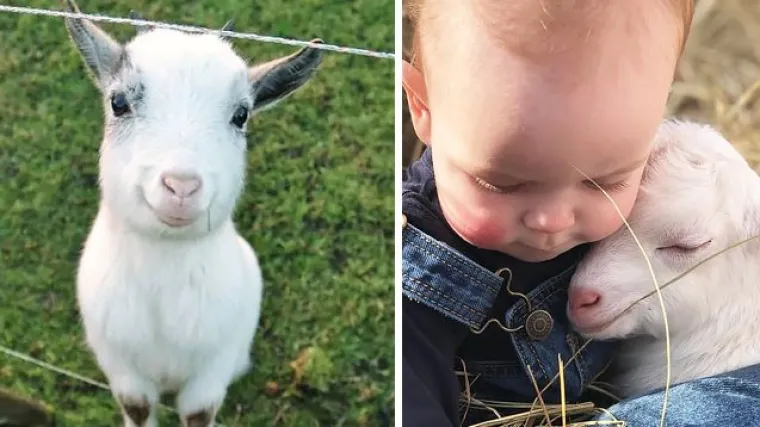 Istraživanje pokazalo: Koze mogu prepoznati izraze lica i emocije, privlače ih nasmijane 'face'