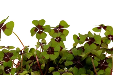 Podzemna djetelina: Saznajte sve o ovoj vrsti djeteline