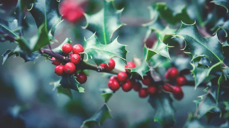 Imela i njena ljekovita svojstva