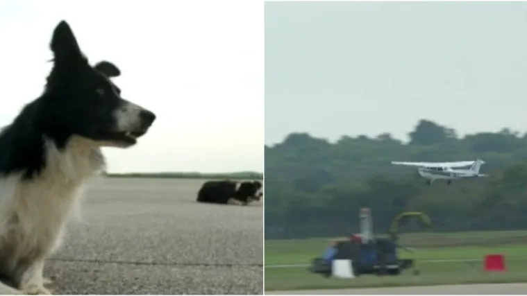 U pulskoj zračnoj luci rade psi koji tjeraju ptice: Sve je 'obiteljski biznis', a i mirovina je pristojna