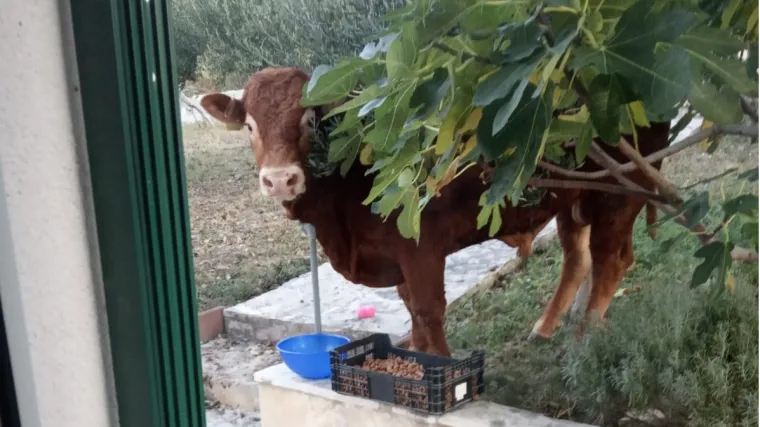 Bik Jerry slobodno luta planinama u bijegu od klaonice: 'Ako i bude pronađen, živjet će dugo i mirno!'