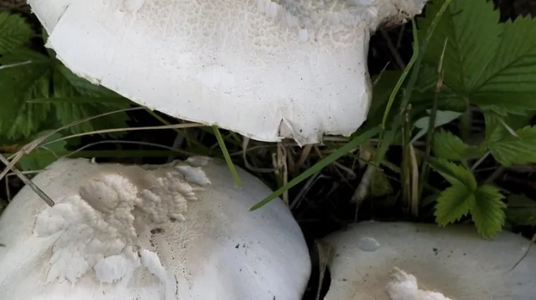 Gomoljasta &scaron;umarica: Saznajte sve o ovoj jestivoj gljivi