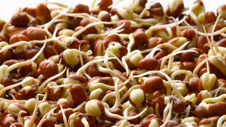 Mletački grah: Saznajte sve o ovoj vrsti graha