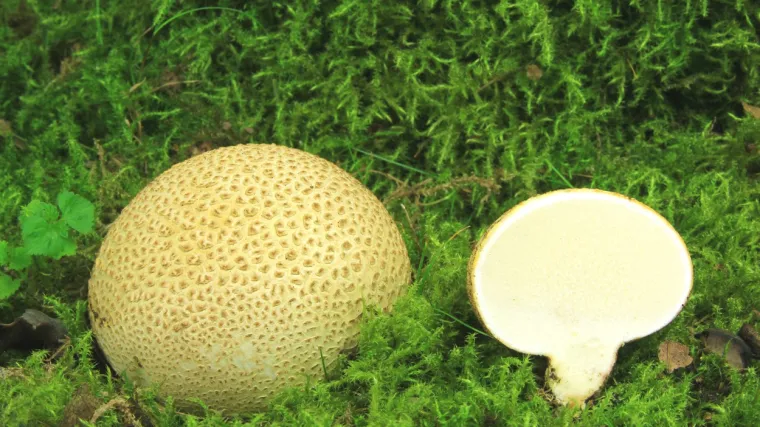 Ispucana krumpirača: Kako prepoznati ovu otrovnu gljivu?