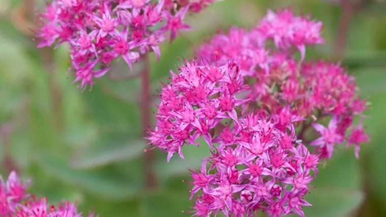 Babin tobolac: Saznajte sve o ovoj vrsti biljke