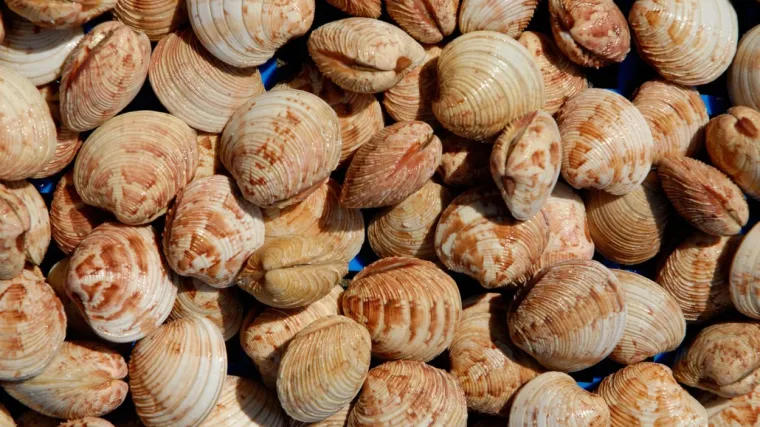 &Scaron;koljke dondole: Saznajte sve o &scaron;koljkama dondolama