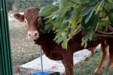'Jerry, želim ti sreću! Ak' treba buraz, ja ću ti pomoći'