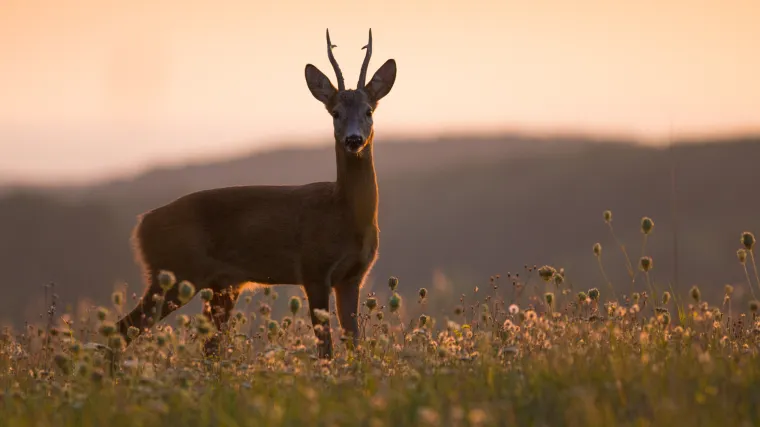 Upucao srndaća, i&scaron;ao provjeriti je li mrtav: 'Očito nije bio, ovo je najbizarnija stvar koju sam vidio'