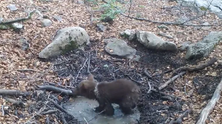 Podsjeća li vas ovaj medvjedić na nekoga?