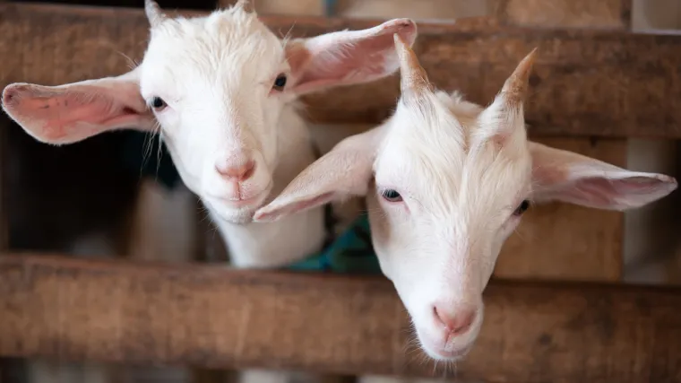 Koze spasile knjižnicu 'Ronald Reagan':  Predsjednički zrakoplov i dio Berlinskog zida su na sigurnom