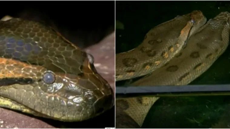 VIDEO Postoji li duža zmija od ove anakonde iz Austrije? Ima stotinu kilograma i ne prestaje rasti...