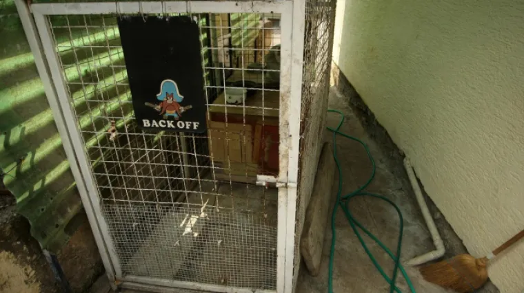 U nekoliko hrvatskih gradova odvijaju se borbe pasa, evo koliko kriminalci na tome zarade