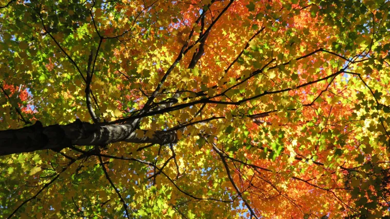 &Scaron;to je &scaron;ećerni javor i koliko poznajete stablo zvano &scaron;ećerni javor?