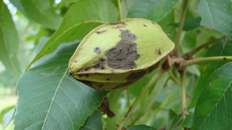 &Scaron;to je to obična karija i koliko poznajete biljku karija?