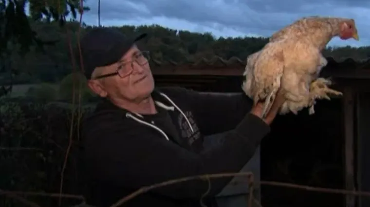 Živa je! Obrat u slučaju o kojem govori cijeli svijet: Prona&scaron;li smo koko&scaron; koju je udario nogometa&scaron;