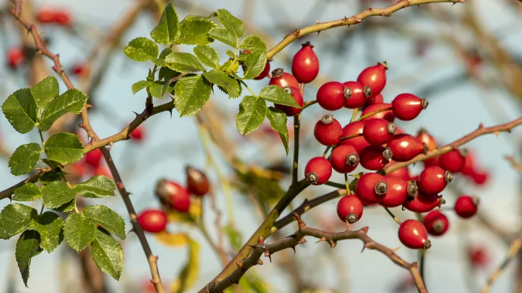 Ulje &scaron;ipka - savr&scaron;eno za njegu kože: 'Bri&scaron;e' bore i vraća blistavost
