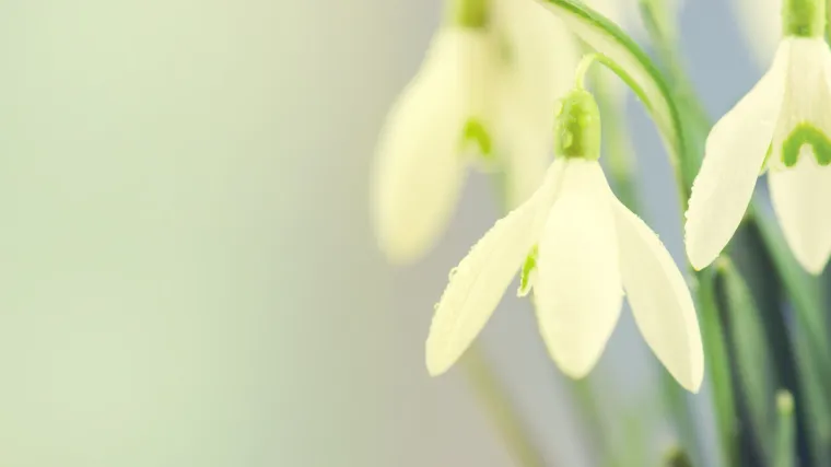 Kakav je to cvijet visibaba i zašto ga toliko volimo