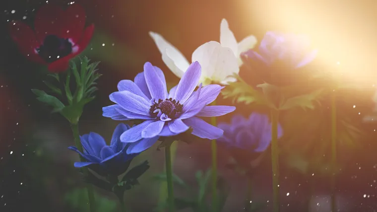 Japanska anemona elegantni cvijet hladnih dana