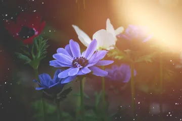 Japanska anemona elegantni cvijet hladnih dana