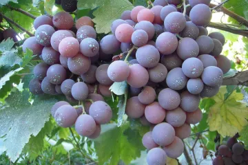 Vinova loza kardinal - Vinova loza koja se odlikuje bujnim čokotom