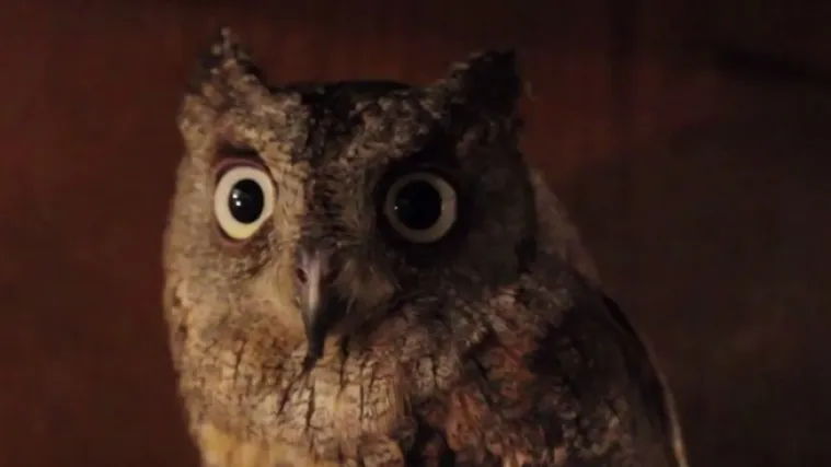 Noćne ptice pjevice