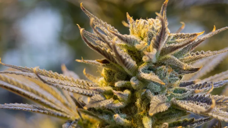 Biljka na slovo K - Ideje za igru grad država