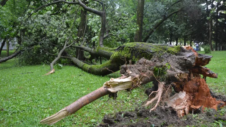Olujni vjetar prevrnuo tegljač kod Kupresa, čupao drveće i skidao crijepove u Livnu