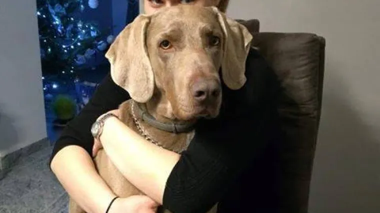 Nestao je Ari! RTL Direkt uključio se u potragu za psom, nalazniku velika nagrada!