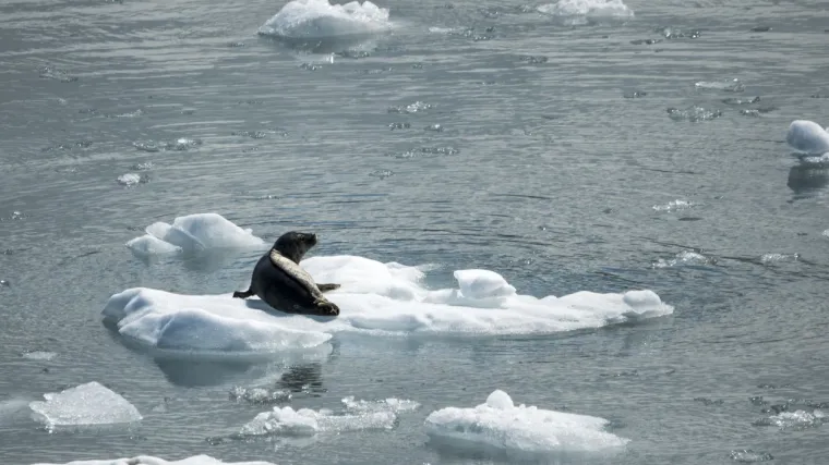 Otapanje arktičkog leda oslobodilo je smrtonosni virus koji bi mogao imati devastirajuće posljedice