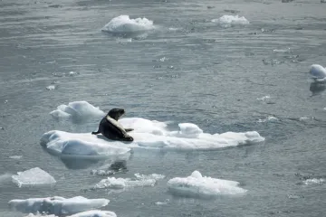 Otapanje arktičkog leda oslobodilo je smrtonosni virus koji bi mogao imati devastirajuće posljedice