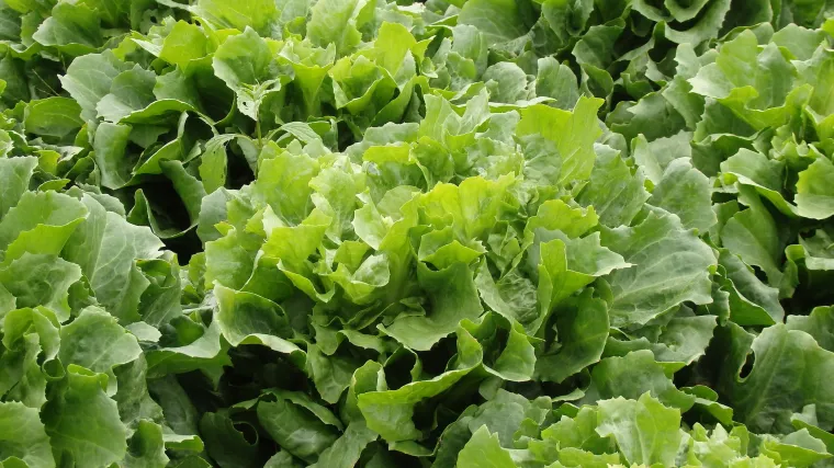 Znate li što je endivija eskriol?